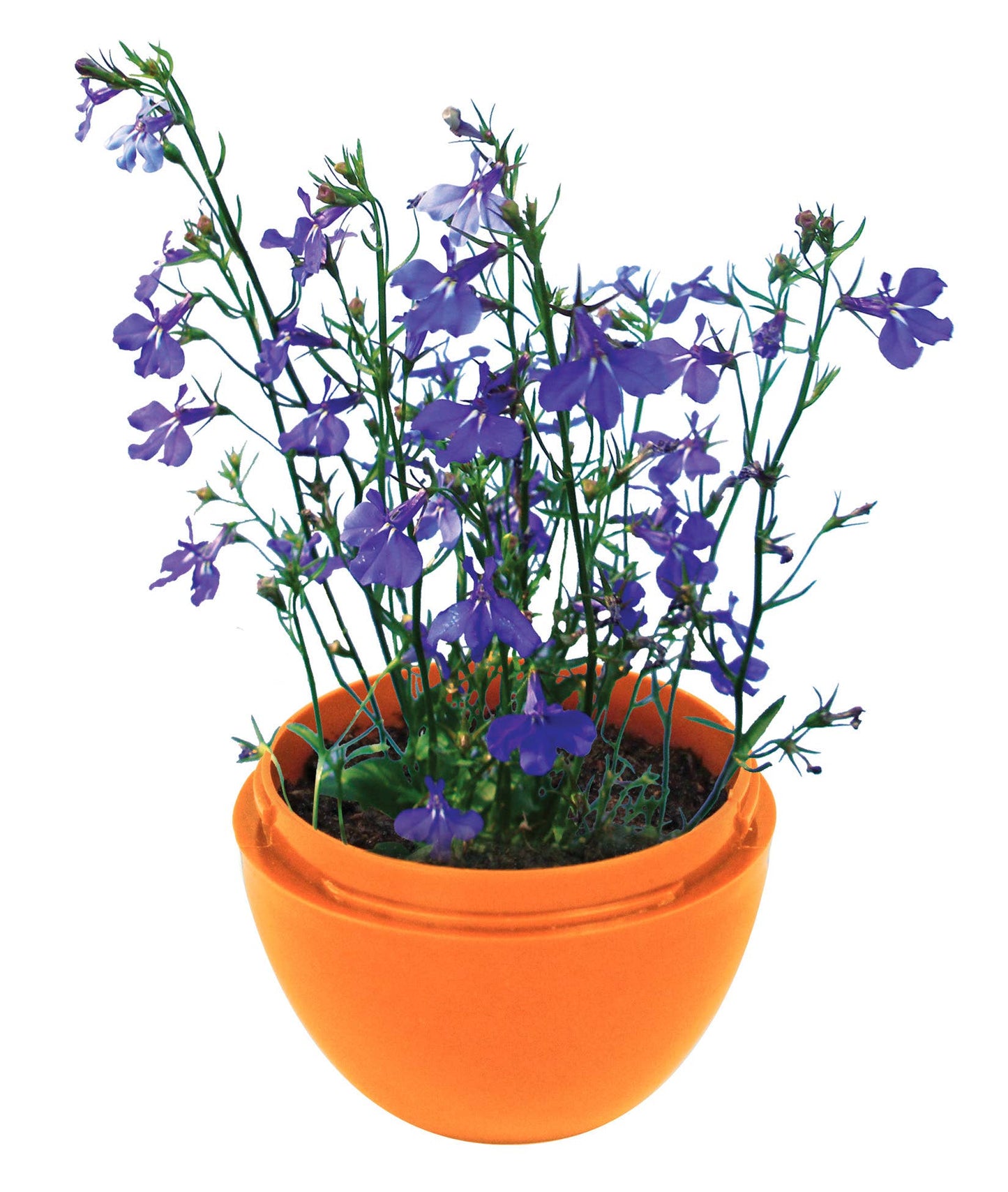 Fairies Flower Mini Terrarium