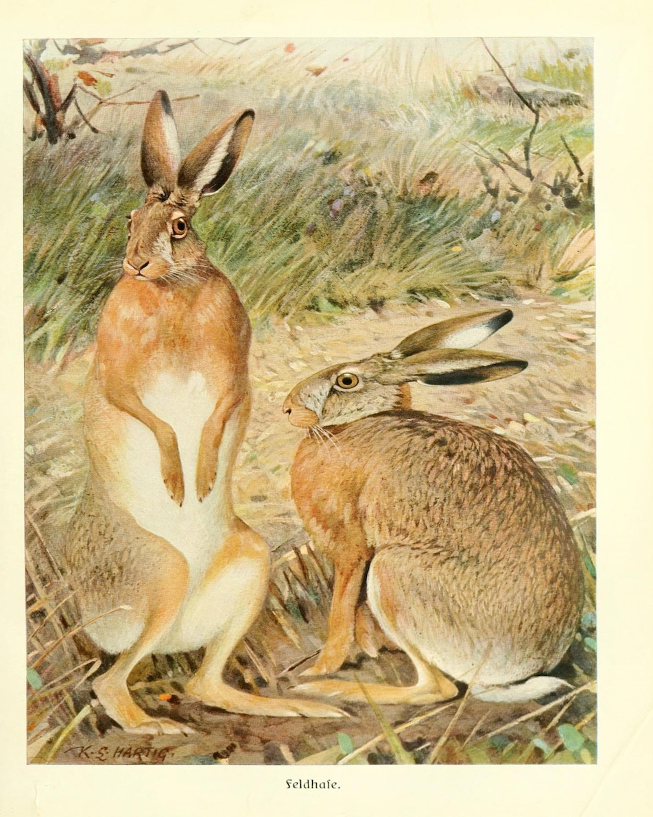 Two Hares in a Field Art Print