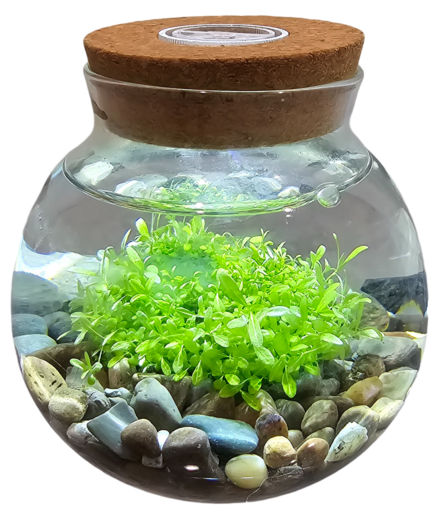 WaterPlants Aquatic Seed Kit Glass Terrarium with LED Light