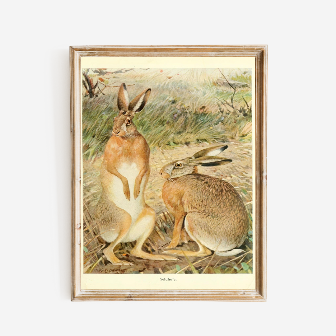 Two Hares in a Field Art Print