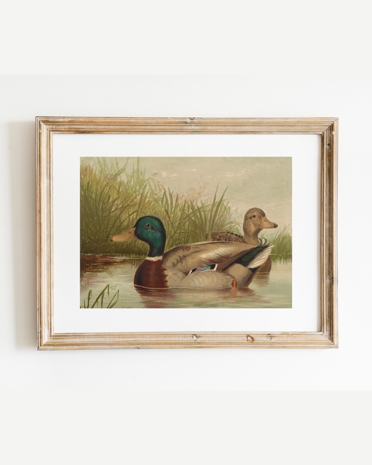 Ducks on the Pond Antique Art Print