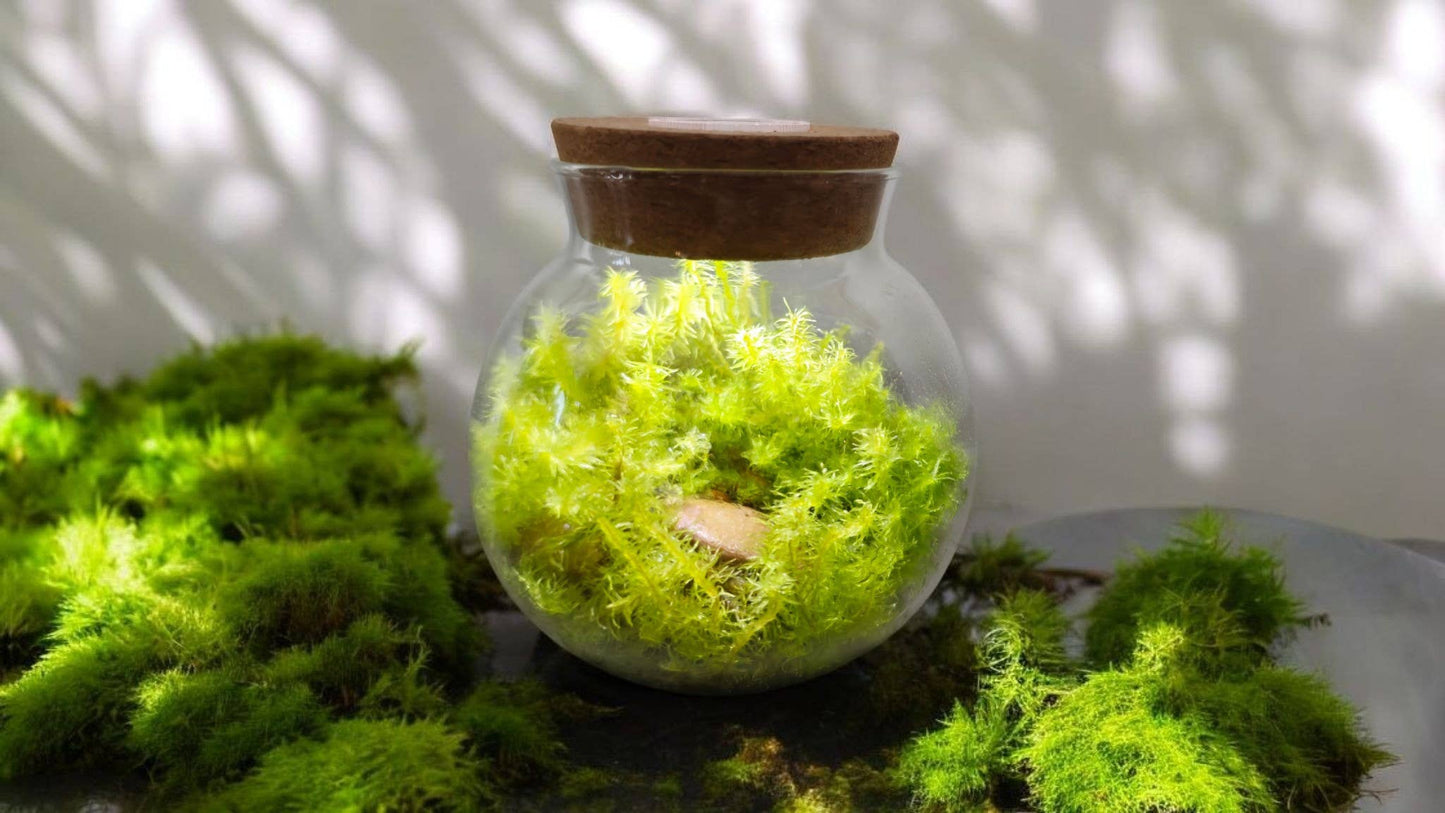MossBowl Glass Terrarium with Live Moss and LED Light