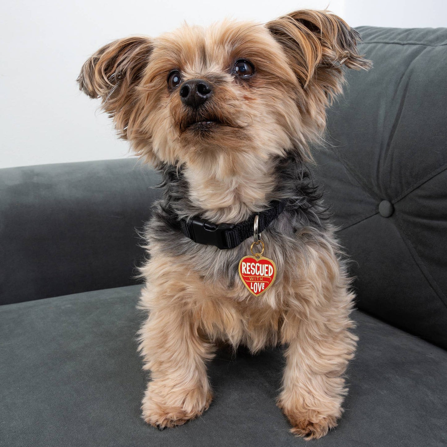 Rescued With Love Collar Charm