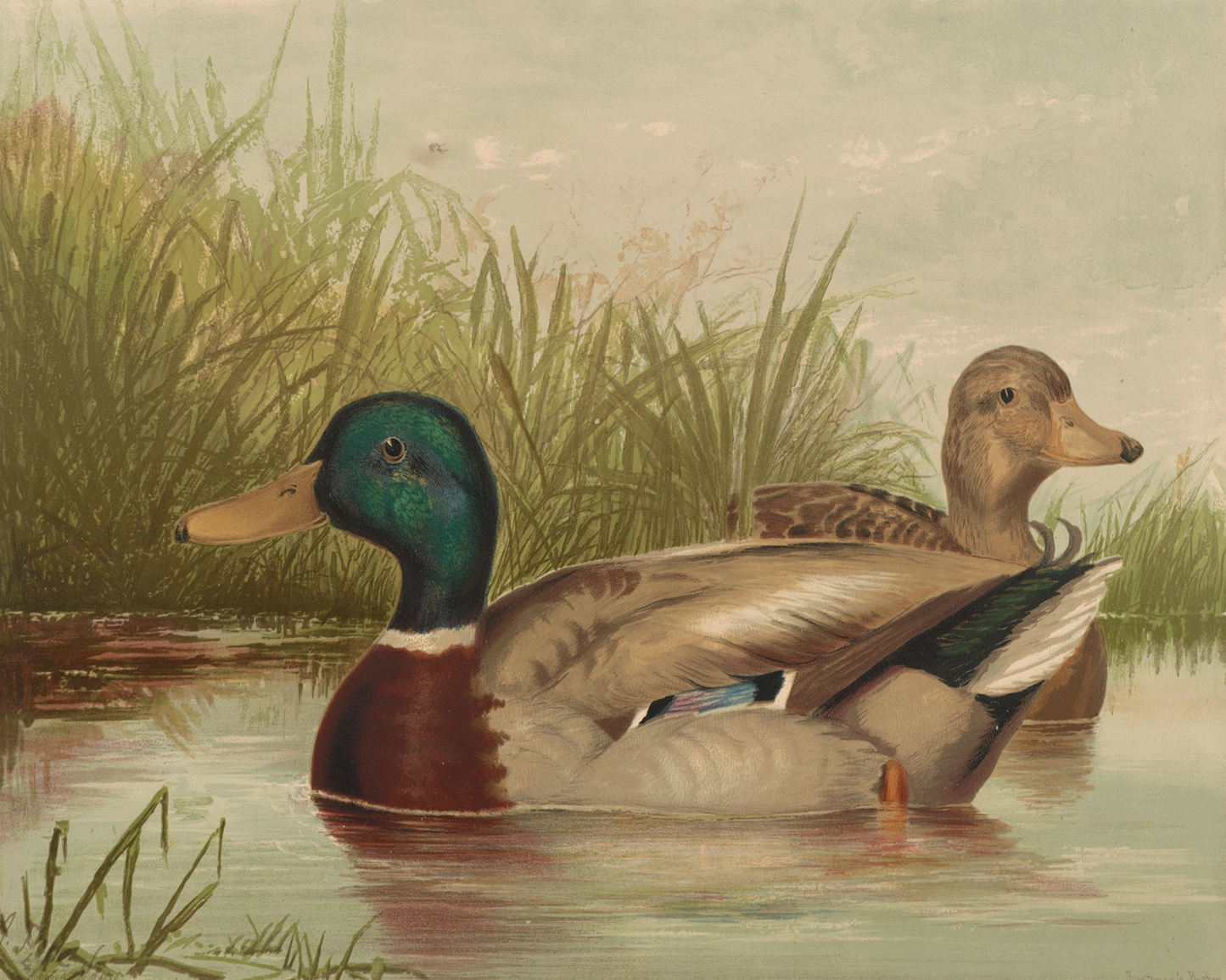 Ducks on the Pond Antique Art Print