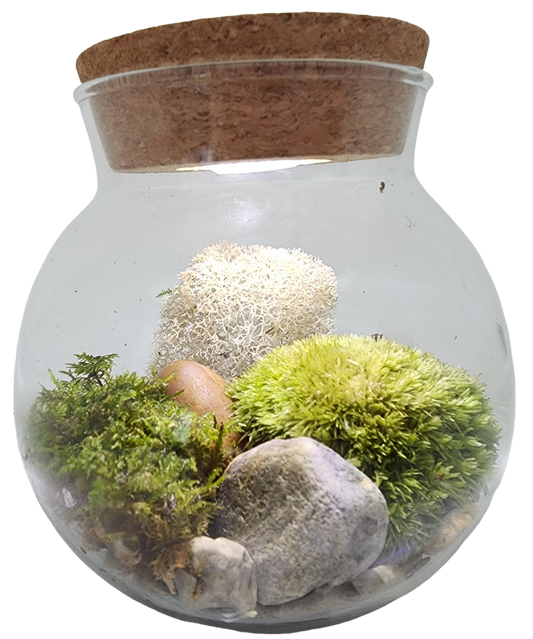 MossBowl Glass Terrarium with Live Moss and LED Light