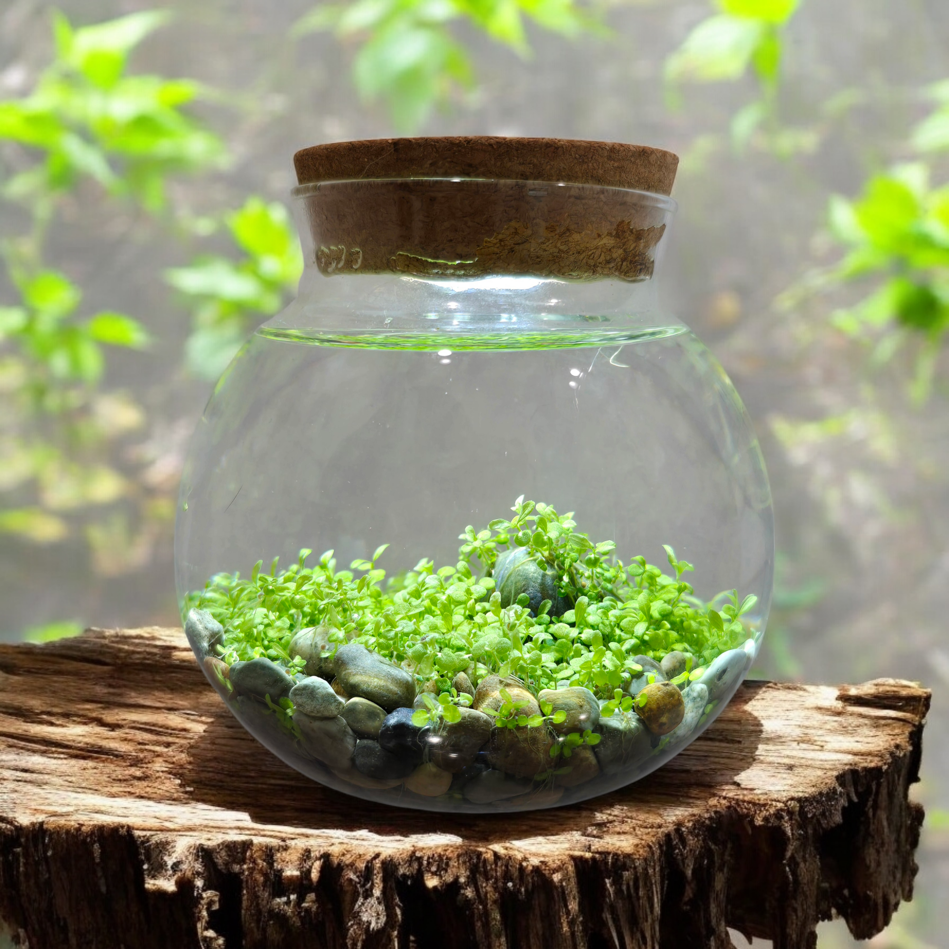 plant terrarium kit with light WaterPlants Aquatic Seed Kit Glass Terrarium with LED Light – Chappelle & Co